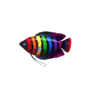 Striped Rainbow Fusion